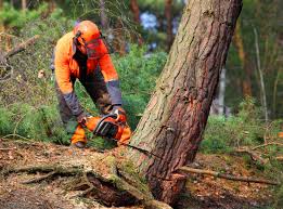 Best Tree Health Inspection  in Utica, NY