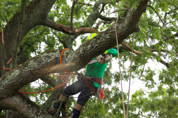 Best Tree and Shrub Care  in Utica, NY