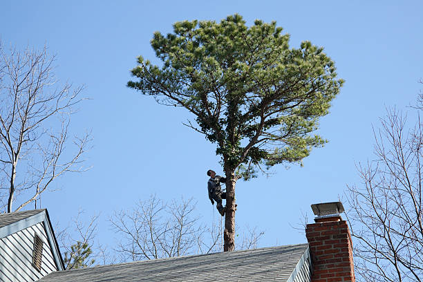 Best Seasonal Cleanup (Spring/Fall)  in Utica, NY